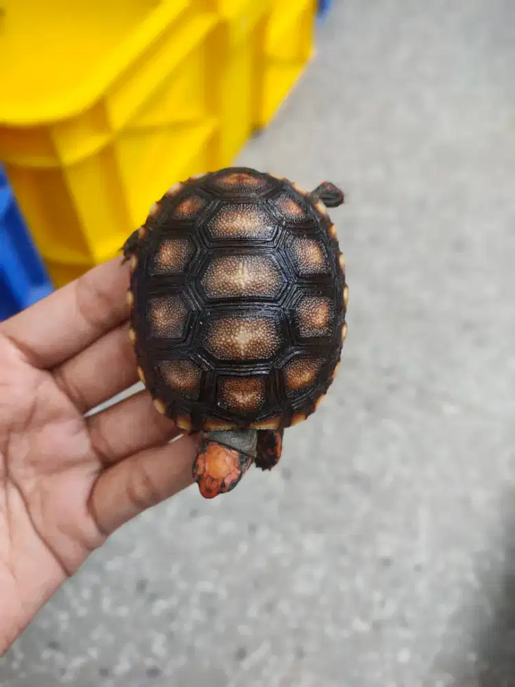 kura darat Cherry head 6-7cm kepala pedes
