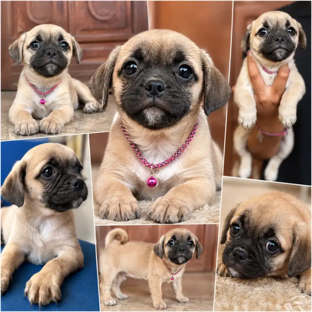 Siap dipinang PUG Mix Nego sampai deal