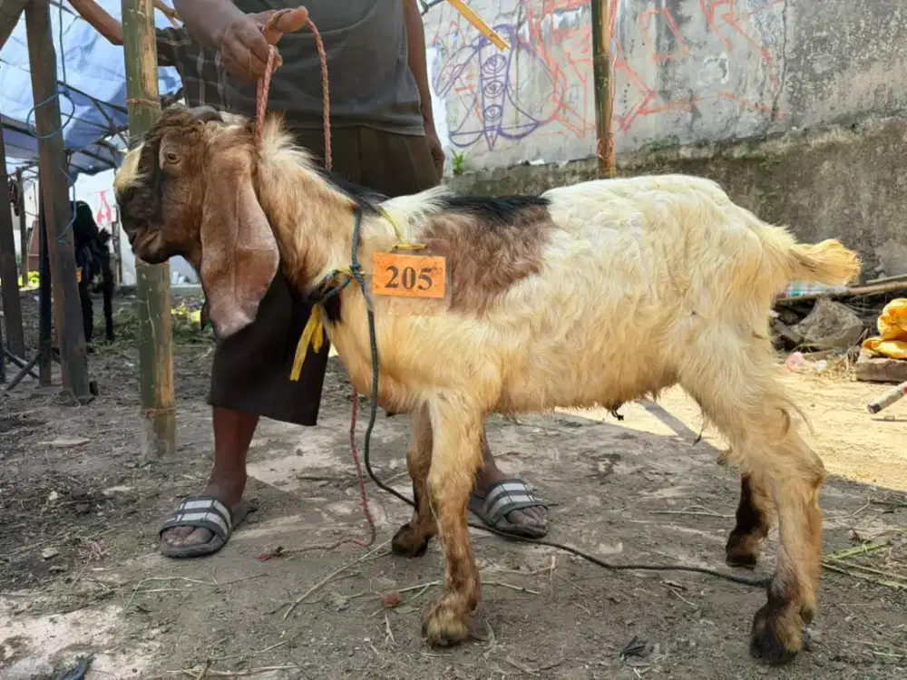JUAL HEWAN QURBAN MURAH SURABAYA