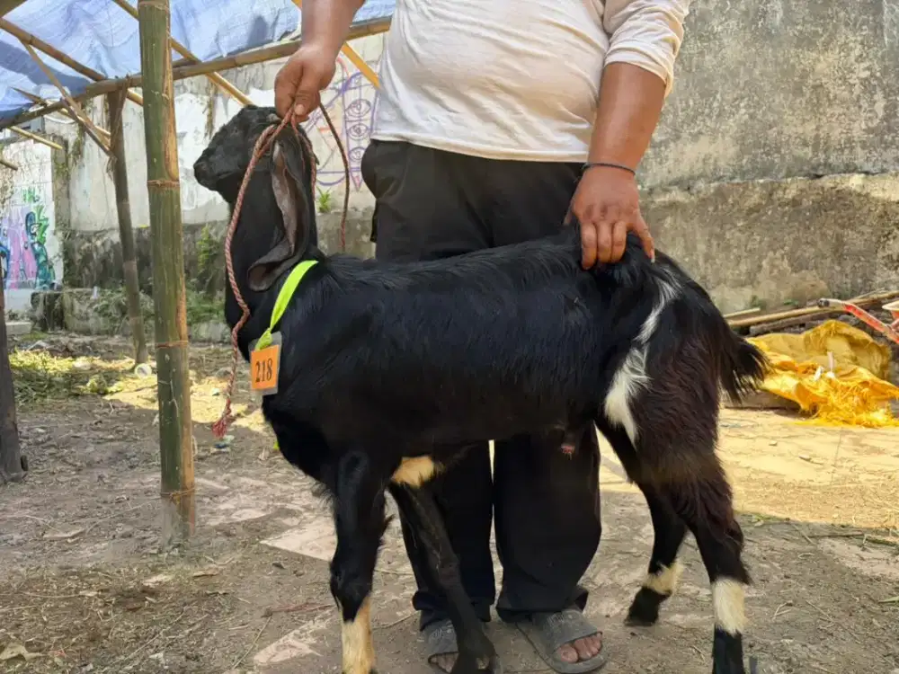 SEDIA HEWAN QURBAN MURAH & AMANAH SURABAYA