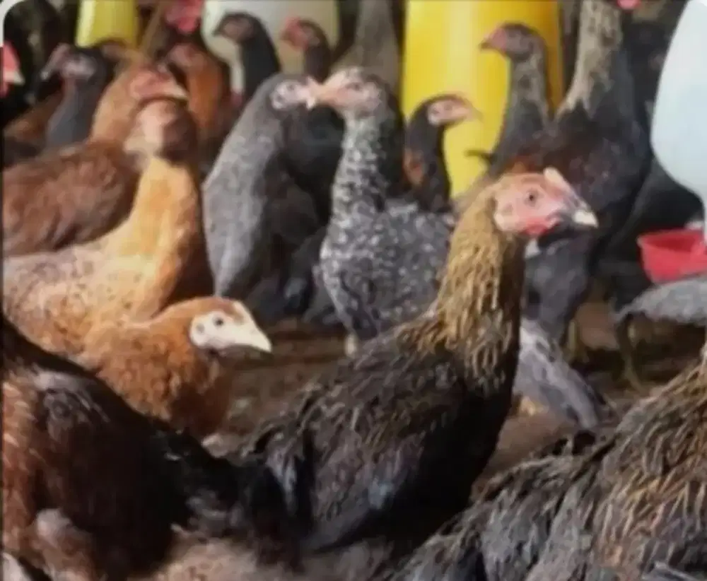Jual Ayam kampung & Telur ayam kampung