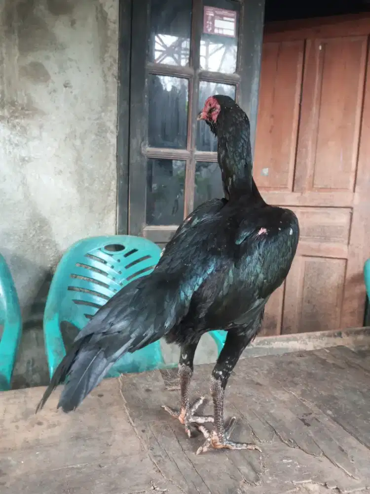 ayam pakhoy pukul keras indukan siap pro