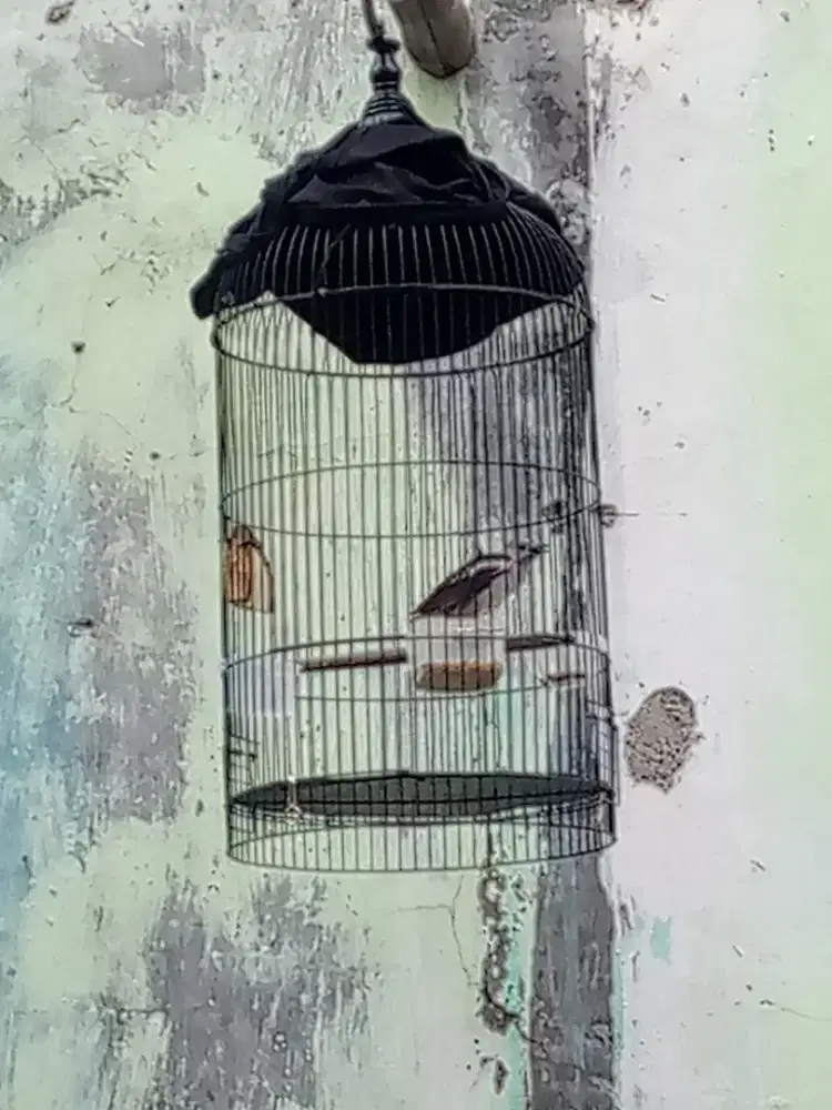 burung jalak kapas fulsett kerodong