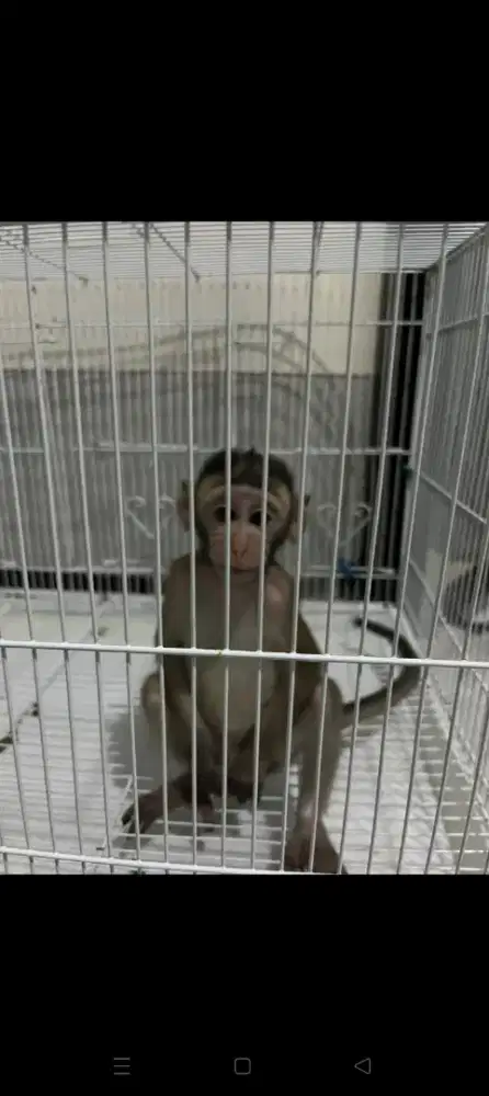 Monkey sama kandang nya