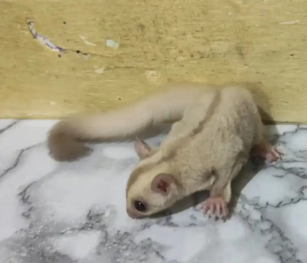 Sugar glider betina creamino joy