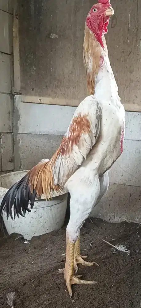 AYAM BANGKOK/AYAM SHAMO/PAKOY/MANGON