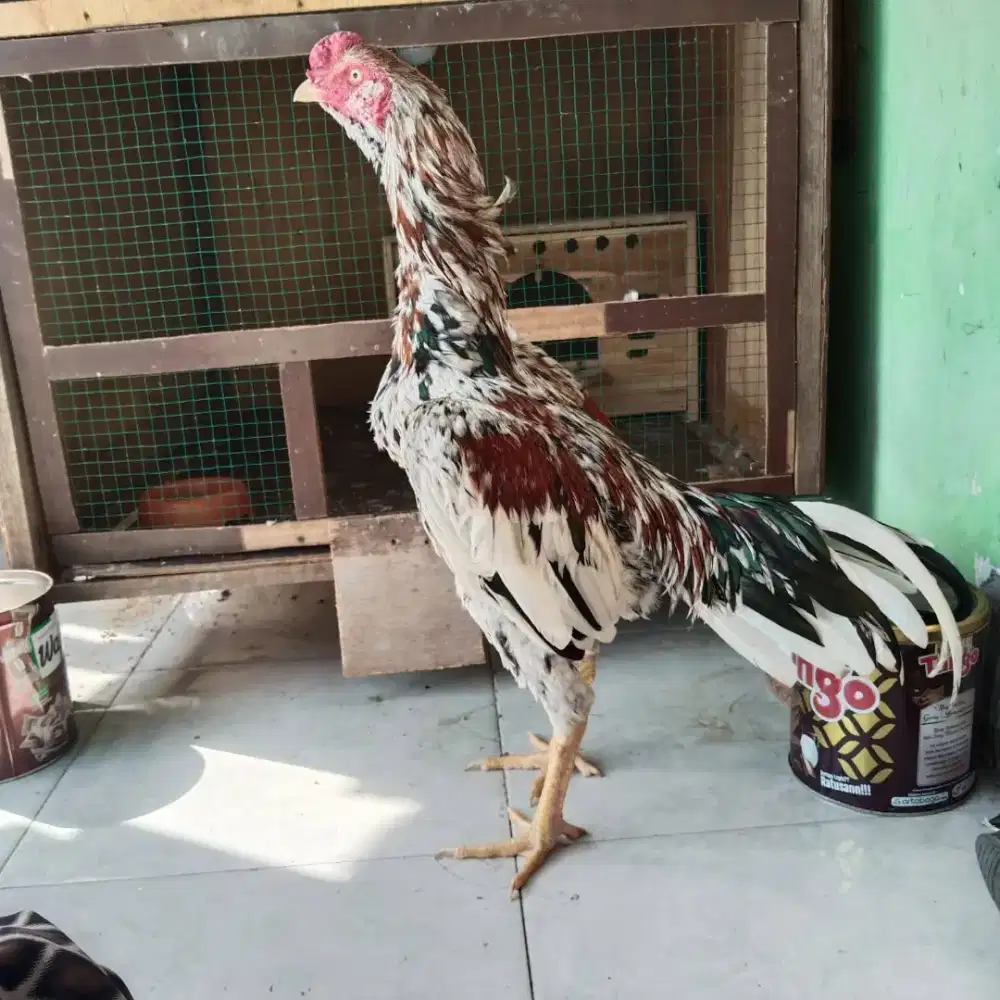 Ayam Bangkok muda umur 7 bulan blorok brewok