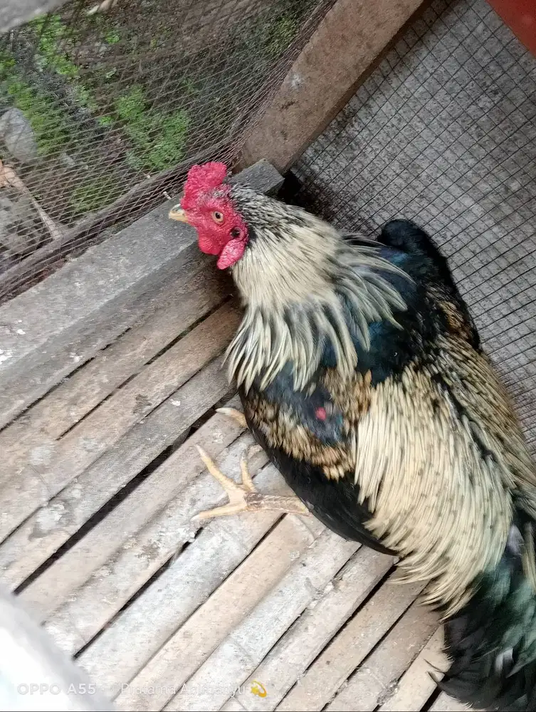 Ayam Bangkok X Birma