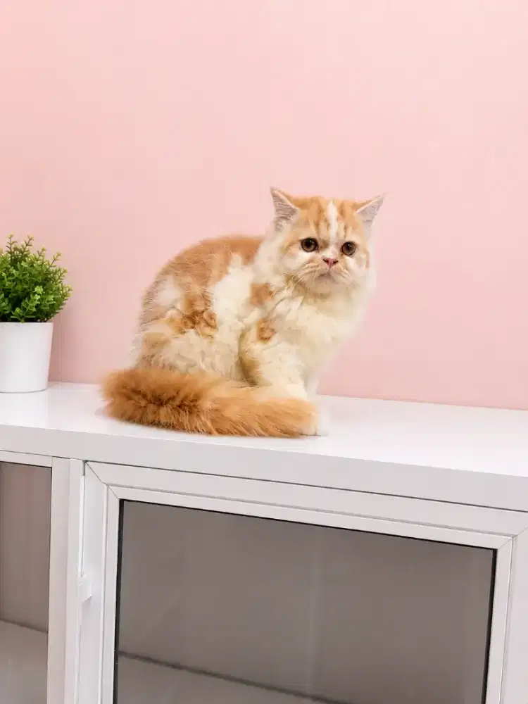 Kucing persia flatnose jantan 5bulan