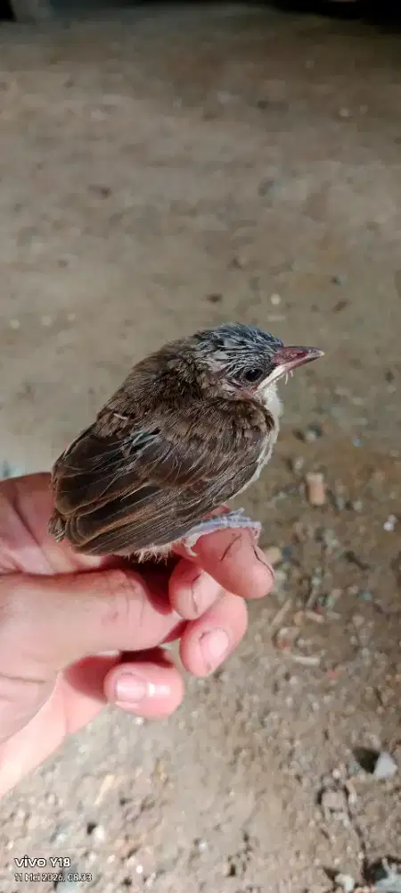 burung trucuk anak tunggal tidak tau jantan/betina surien banda aceh,