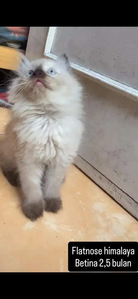 Himalaya flatnose kitten