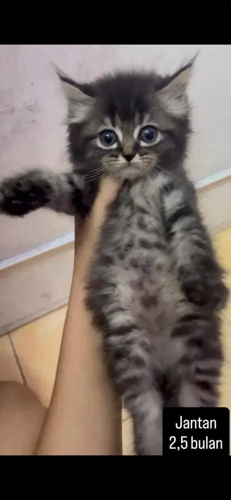 Kucing persia kitten