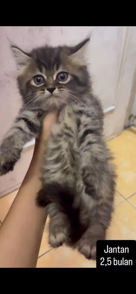 Kucing persia kitten