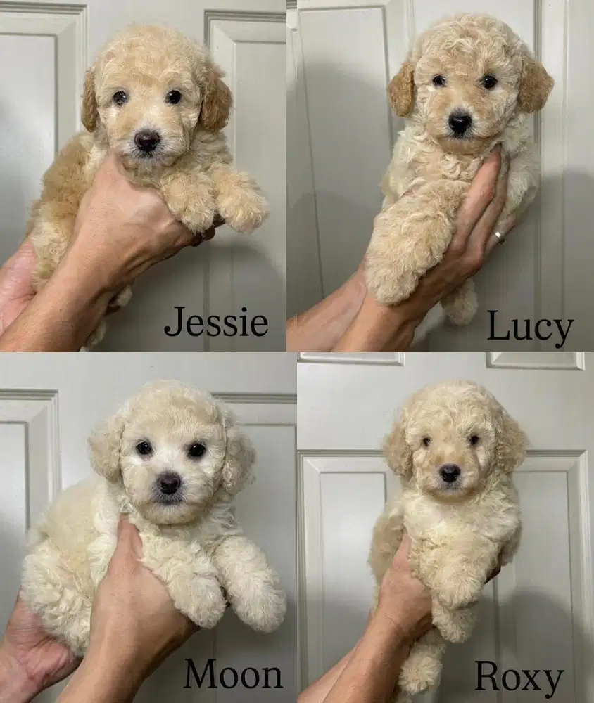 Toy poodle apricot