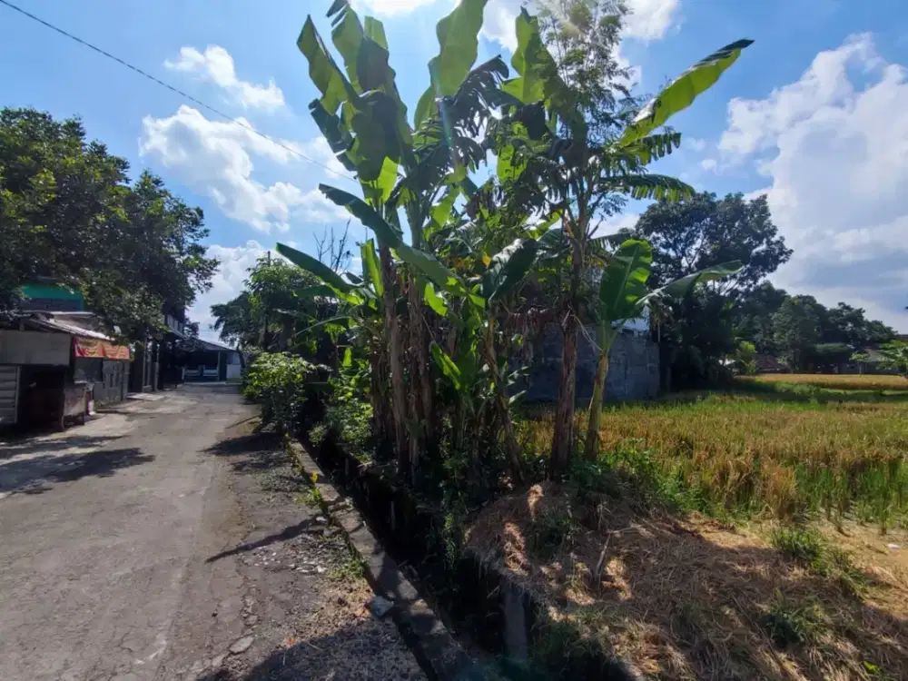 Murah Banget! Tanah View Sawah Dekat Jakal Km 11 Cuma 1,8 Juta/m²