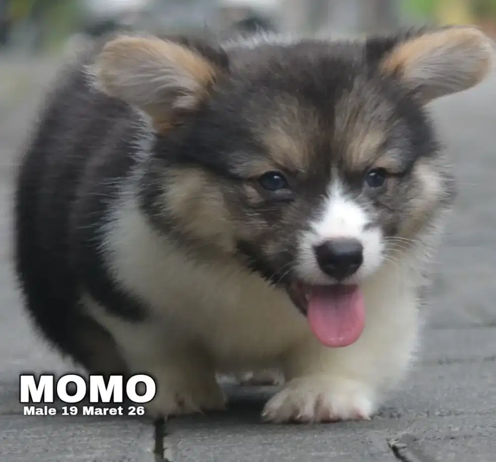 Corgi longhair tricolor jantan •MOMO•