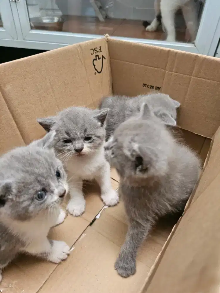 Open Adopsi BSH