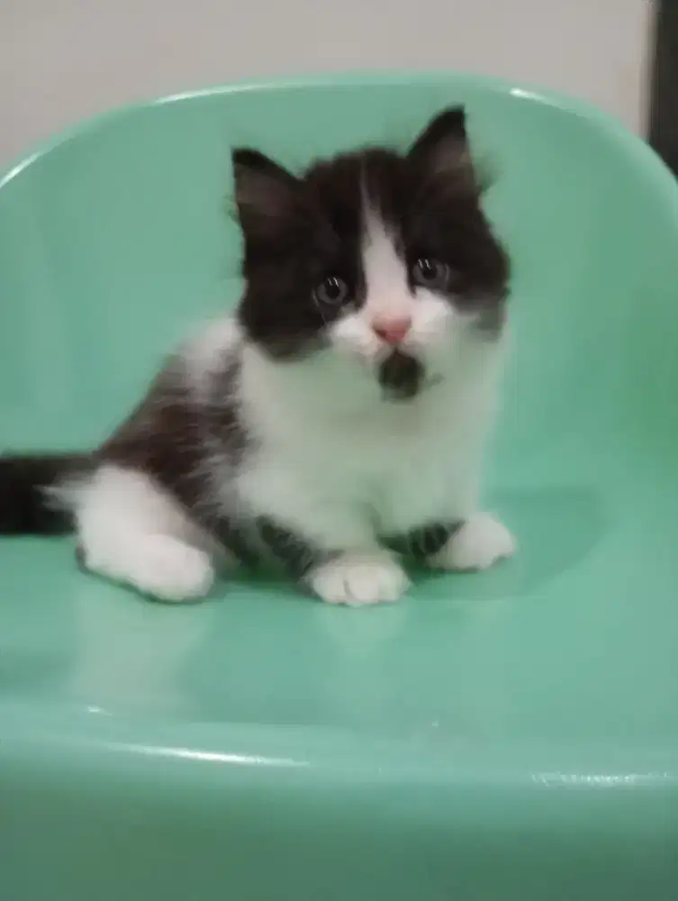 Munchkin kitten jantan