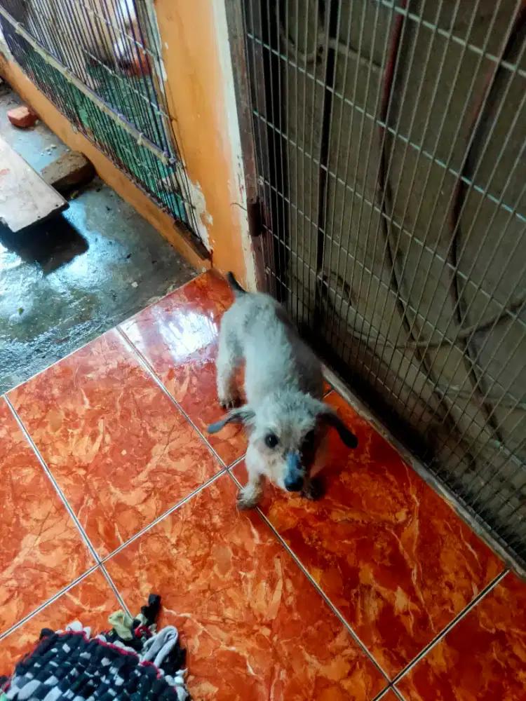 Anak dogy toy puddle