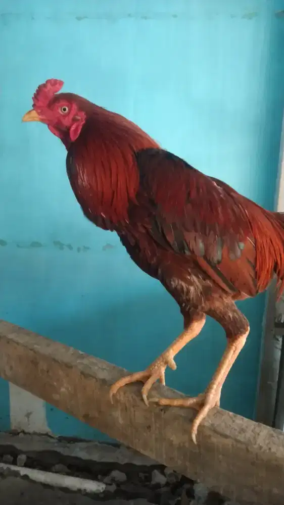 Ayam jago pama/Mangon