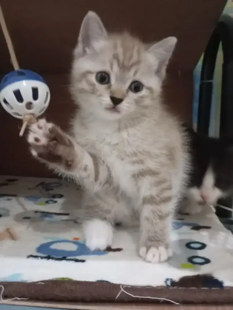 Munchkin NS kitten betina