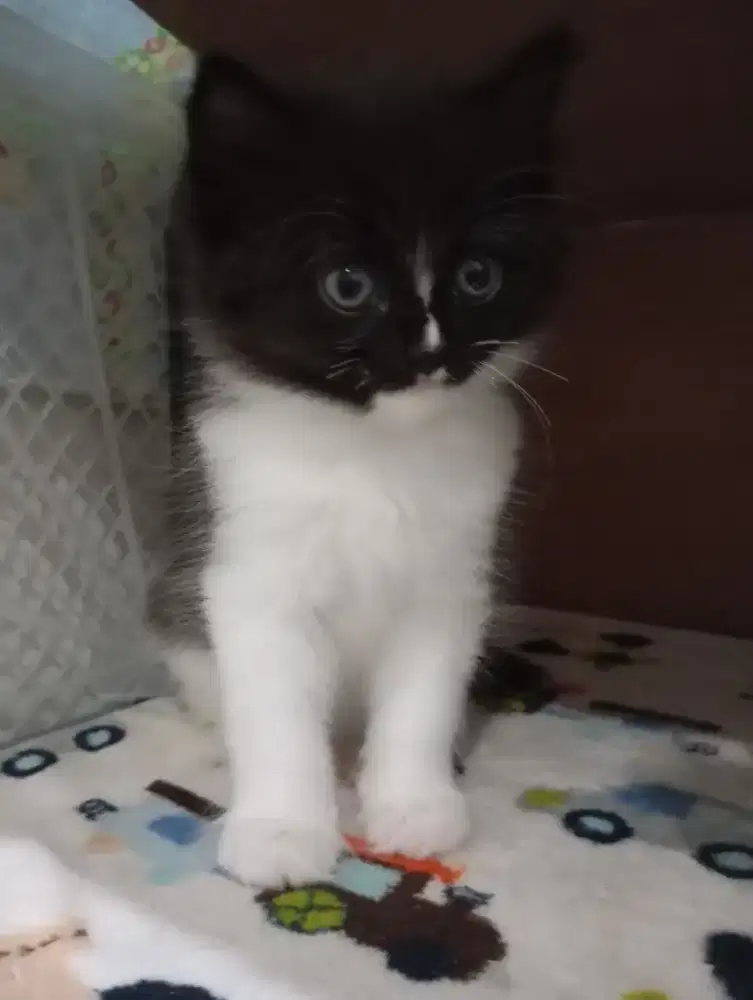 Kucing munchkin NS betina