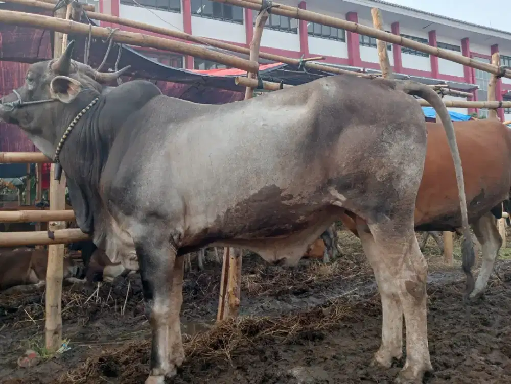 sapi simental asli lokal