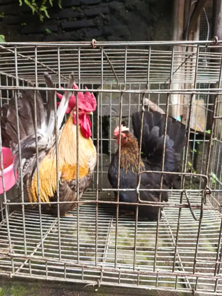 Ayam Kate 1 pasang