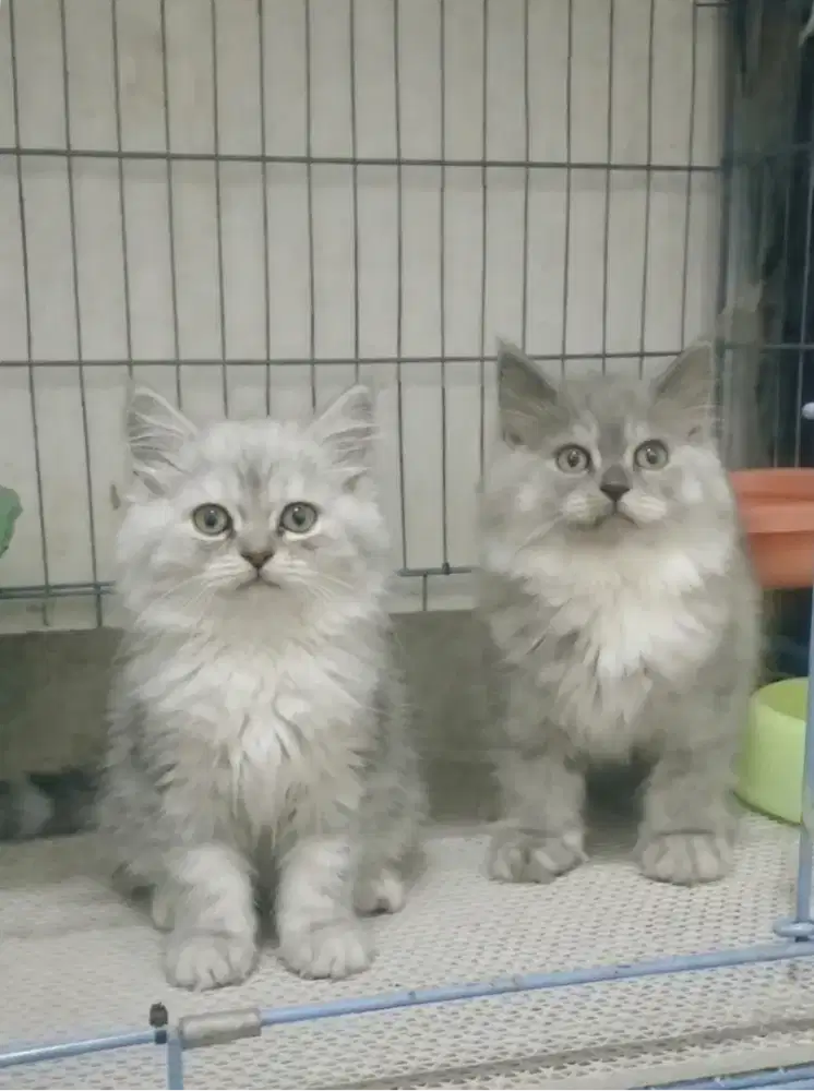 kucing persia betina