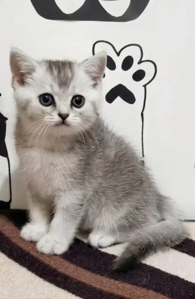kitten Bsh Jantan silver