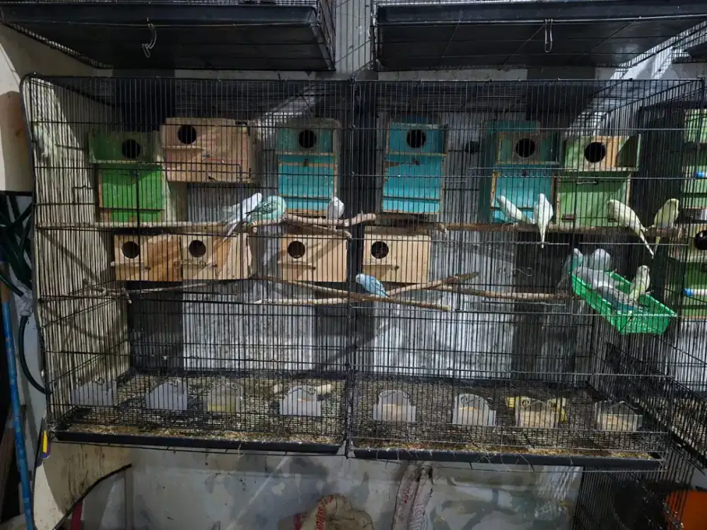 Burung Parkit aneka ragam