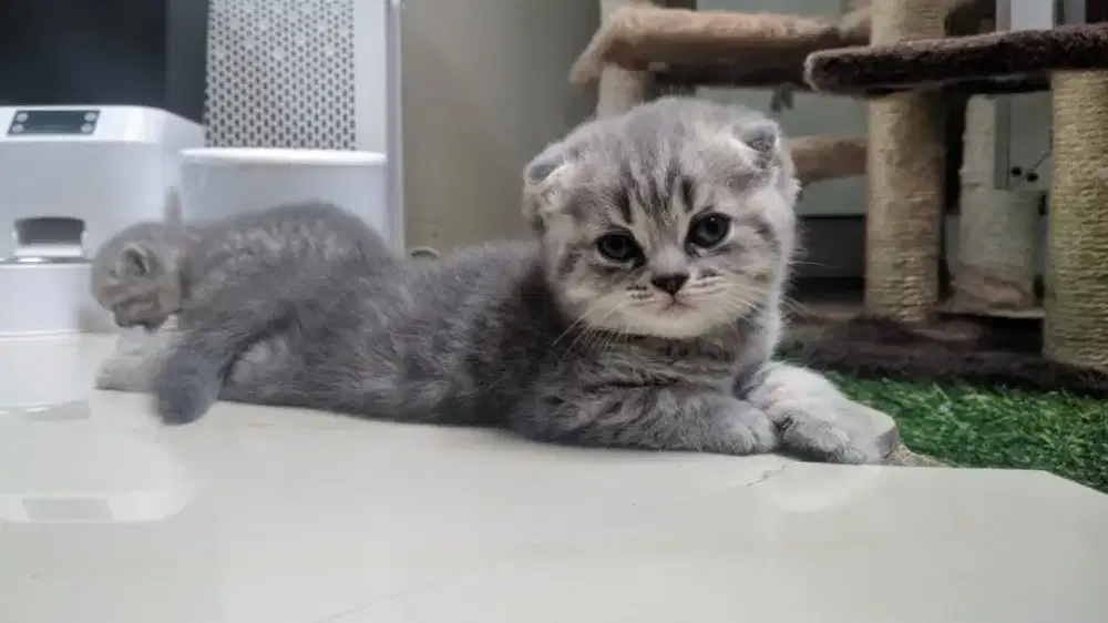 Lepas Adopsi  BSH