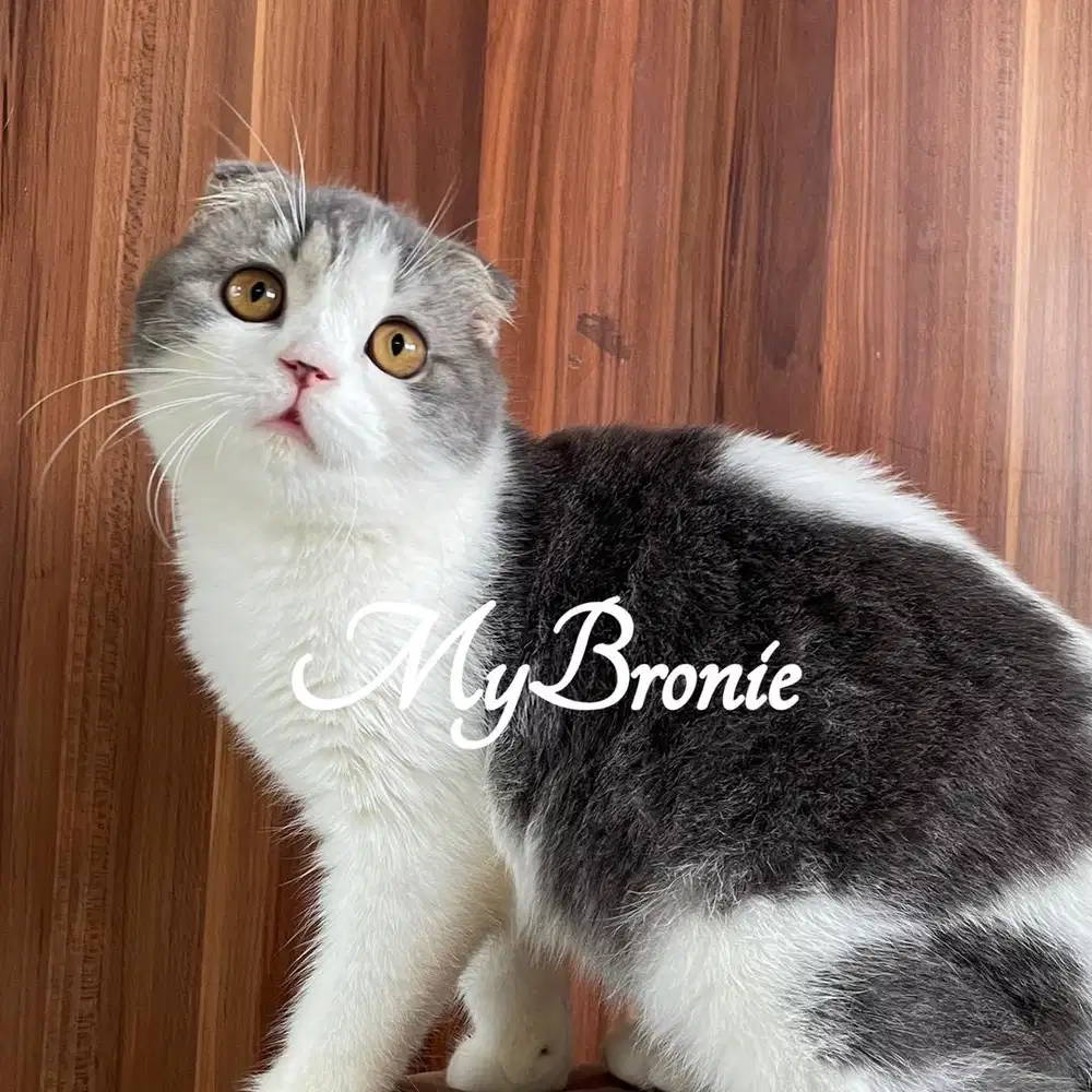 Kucing scottish fold betina semi hibah