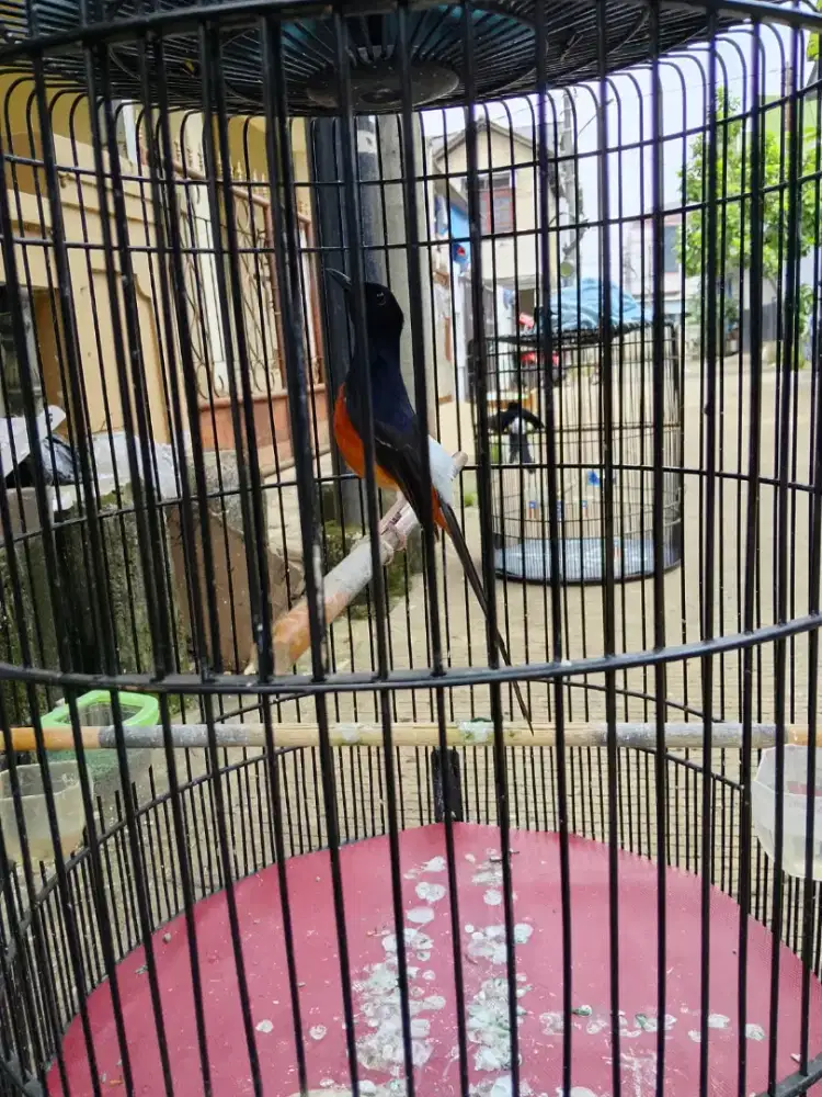 Dijual cepat Myrai Fullset