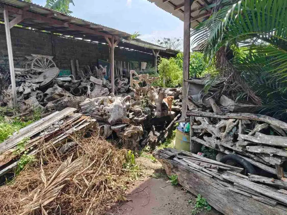 Lahan Langka plot kecil zona Kuning gg nangka kerobokan area nyaman strategis bebas banjir