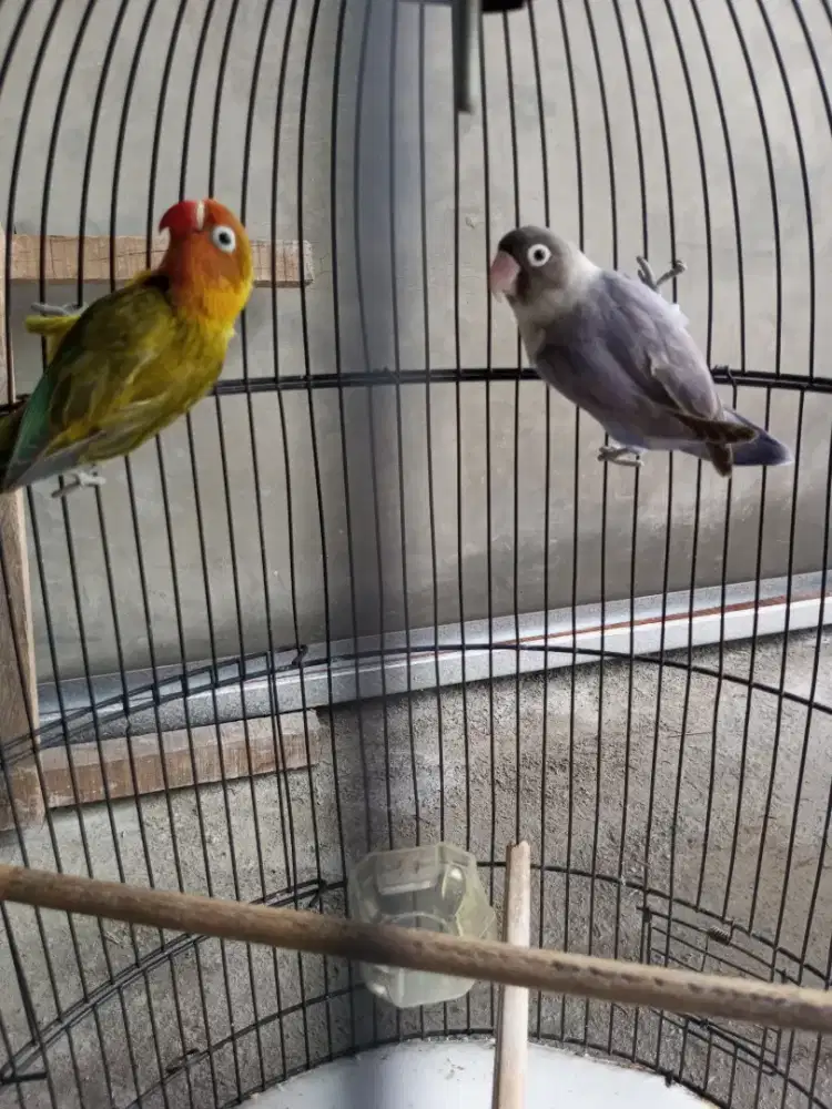Lovebird sepasang