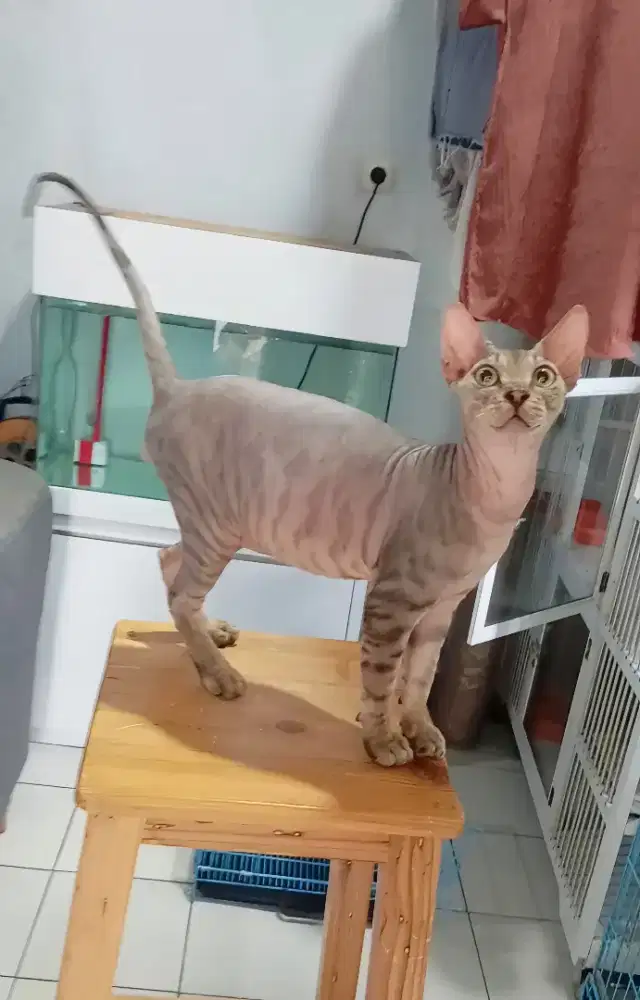 SPHYNX JANTAN 12 bulan