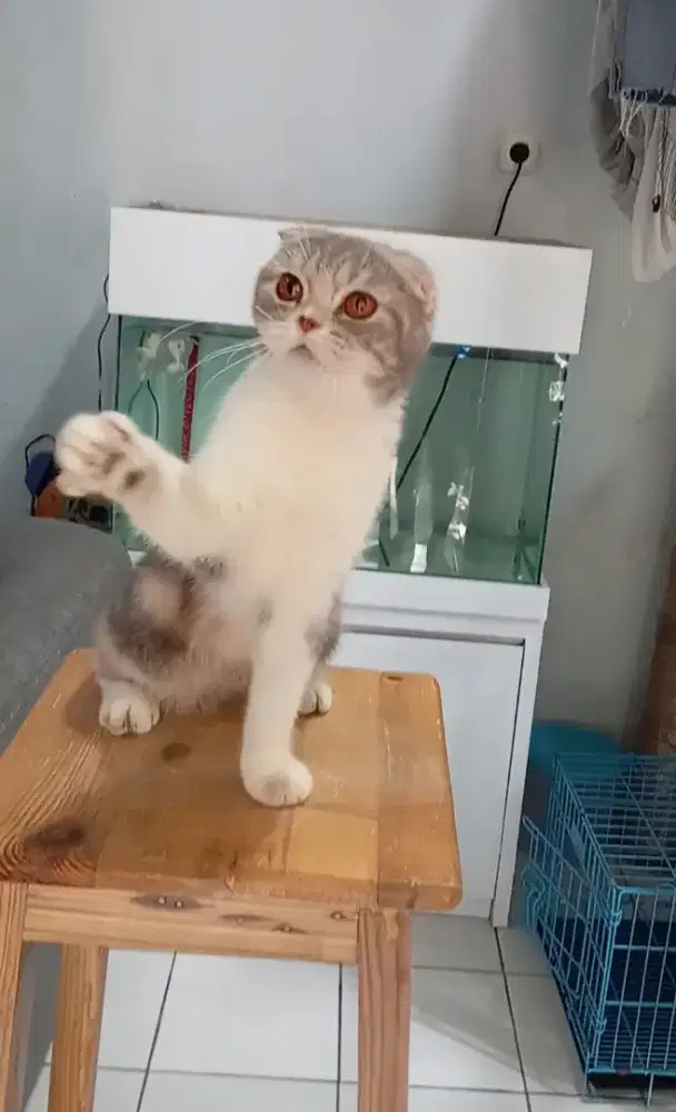 SCOTISH FOLD CALICO DILUTE
