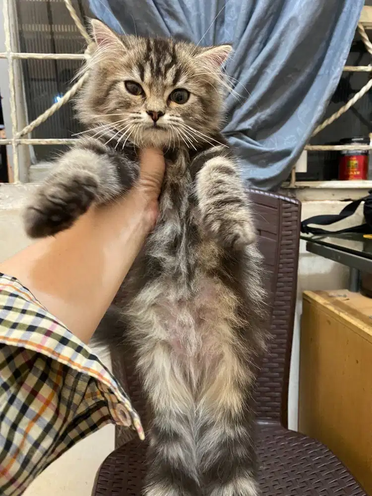 Jual kucing Persia mujair