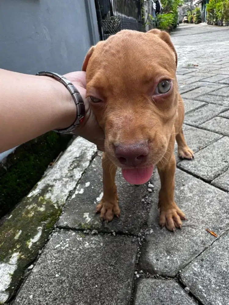 Anjing pitbull jantan