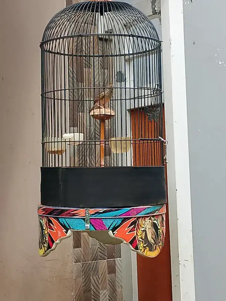 Branjangan Parva Jantan Bunyi