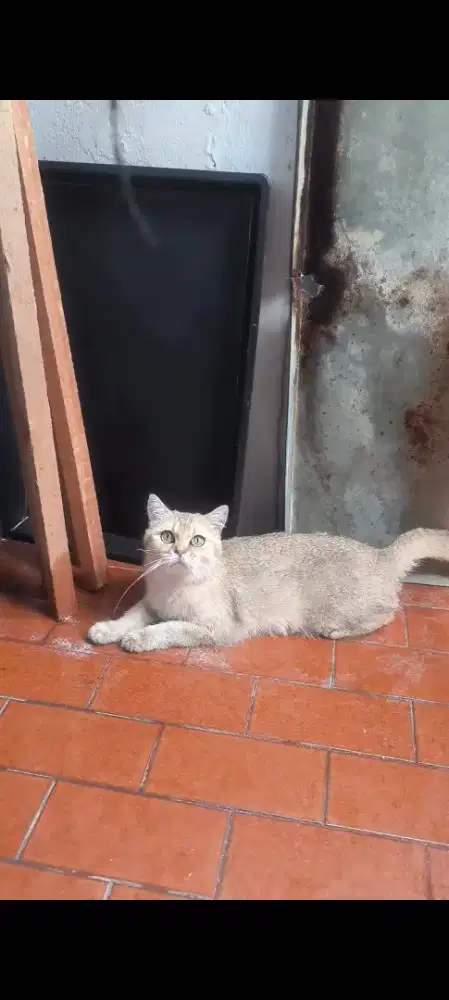 BSH golden pedigree wcf