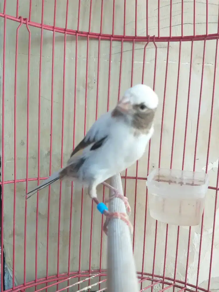 Kenari Spanish Timbrado Paud Jantan