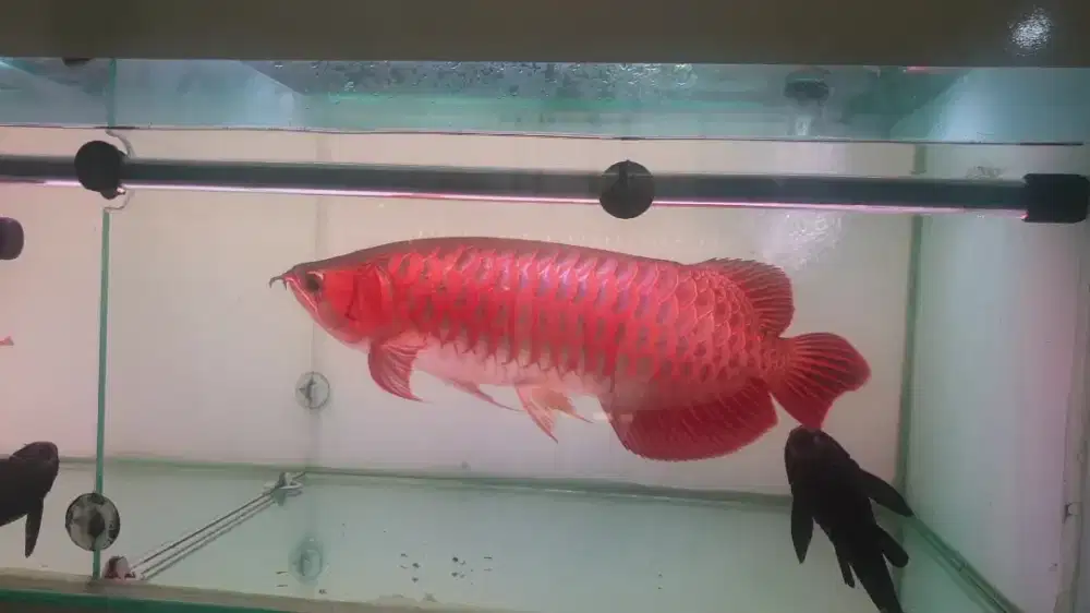 Arwana merah meronah uk 46 cm