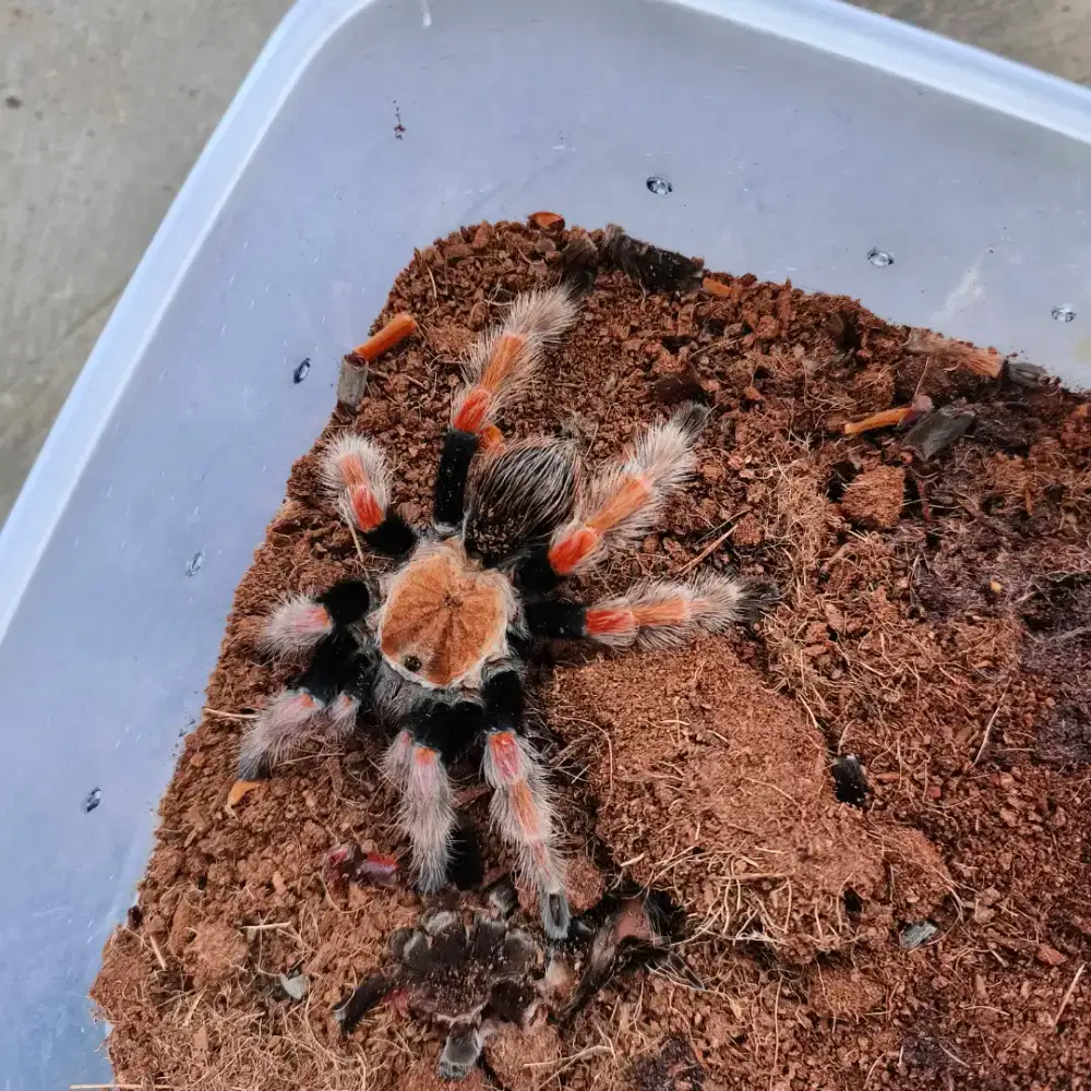 Tarantula bohmei dan hamori