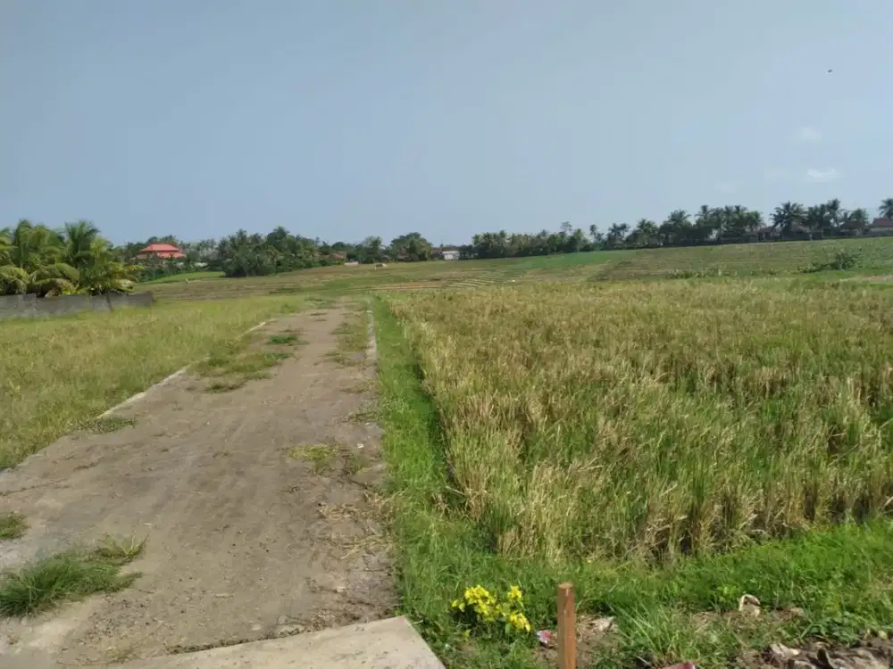 DIJUAL TANAH VIEW SAWAH DEKAT PANTAI KLECUNG – TABANAN (LINGKUNGAN VILLA)