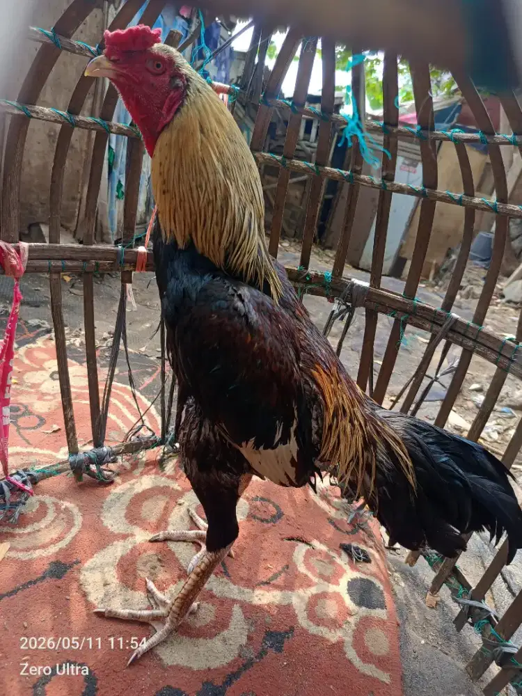 Ayam bangkok mangon