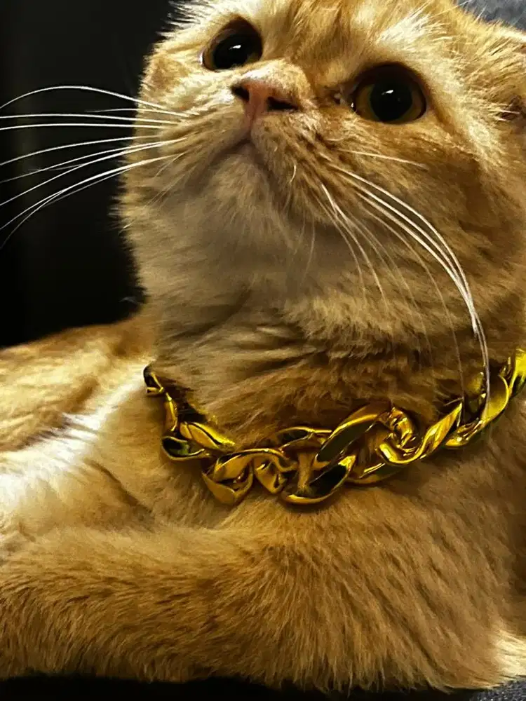Kucing pacak golden bsh triple fold