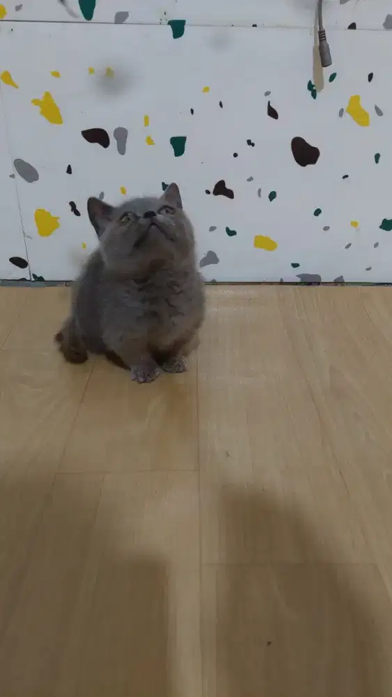 Kitten munchkin bsh