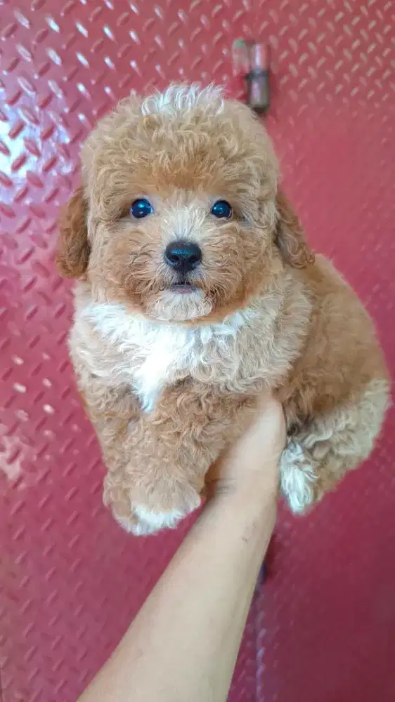 Toy Poodle Betina Puppies
